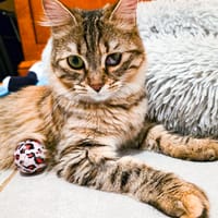 IZETTE, chatte à adopter