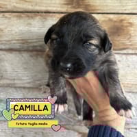 CAMILLA, cane femmina da adottare
