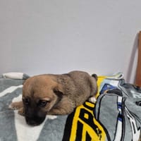 Mikołajek, pies do adopcji