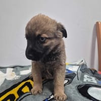 Gwiazdor, pies do adopcji