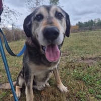 Borys, pies do adopcji