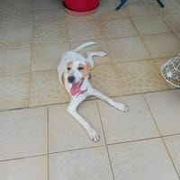 Kara, chienne à adopter