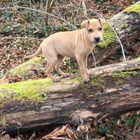 Looping, chien à adopter