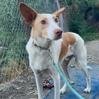 JULIO (Los Reyes), chien à adopter
