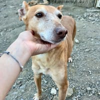 BILLY THE KID (Los Reyes), chien à adopter