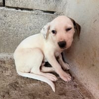 Olaf, chien à adopter