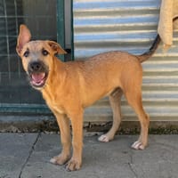 BART ( Los Reyes), chien à adopter