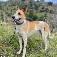 ROLO (Los Reyes), chien à adopter