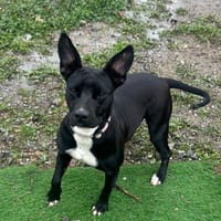 TRINI (Los Reyes), chienne à adopter