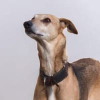 PEDRO, chien à adopter