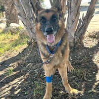 FALCO (Los Reyes), chien à adopter