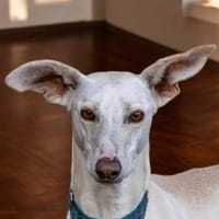 YODA, chien à adopter