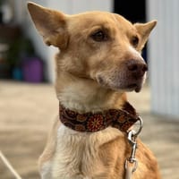 TICO (Los Reyes), chien à adopter