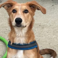 LUMBA (Los Reyes), chien à adopter