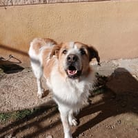 NESS, chien à adopter