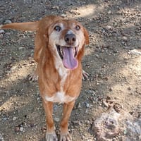 AMERICA, chat à adopter