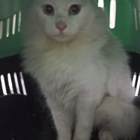 LILI, chatte à adopter