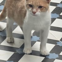 MOCHITI, chat à adopter