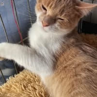 MOCHITI, chat à adopter