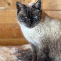 ANUSKA, chatte à adopter