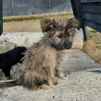 CHISPA ❤, Hündin zur Adoption