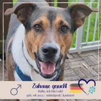 Loki - treuer, verspielter Schmusehund, Hund zur Adoption