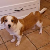 Daphne - kastrierte, zarte Hündin🍀, Hündin zur Adoption