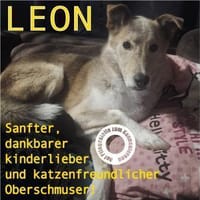 LEON - Herzensbrecher, Hund zur Adoption