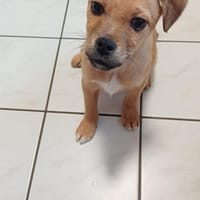 Hoshi - sucht seinen Familienplatz🍀, Hund zur Adoption