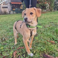Charly - kleiner Hund mit großem Herz🍀, Hund zur Adoption