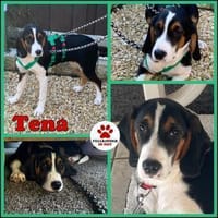 Tena Welpe Bracke Mischling Hündin, Hündin zur Adoption