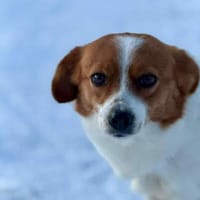 Nala - sucht ihren Königsfelsen🍀, Hündin zur Adoption