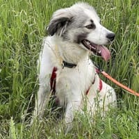 Willow - Zurückhaltender, treuer Rüde, Hund zur Adoption