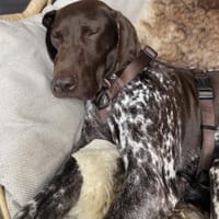 Boogie - menschenbezogener, agiler Rüde, Hund zur Adoption