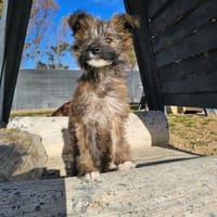 FREYA ❤, Hündin zur Adoption