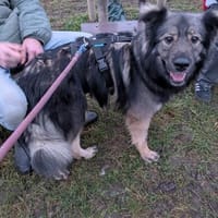 entspannte ruhige Fenya wartet auf dich, Hündin zur Adoption