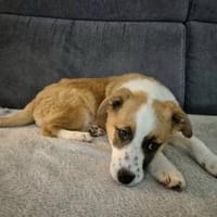 Feylla - findet das Leben spannend🍀, Hündin zur Adoption