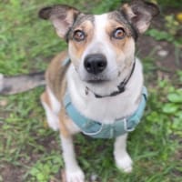 Teresa, eine liebe 5-jährige Hündin, Hündin zur Adoption