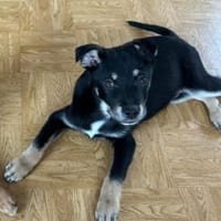 Haku - verspielter Welpe sucht Partner🍀, Hund zur Adoption