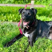 kluger, verschmuster Oreo, Hund zur Adoption
