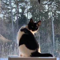 Scheue Marta sucht Zuhause mit Zeit, Katze zur Adoption