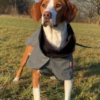 Rosie 💗 wartet in 23617 Stockelsdorf, Hündin zur Adoption