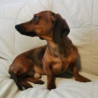 JERRY - Pupertät auf kurzen Beinen, Hund zur Adoption