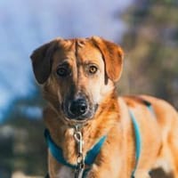 Rose - ist angenehm,ruhig&zuverlässig, Hündin zur Adoption