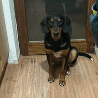 Hugo sucht ein Zuhause, Hund zur Adoption