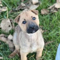 Die süße PERLA sucht ein Zuhause, Hündin zur Adoption