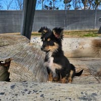 TUNO ❤, Hund zur Adoption