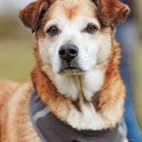 Chikoyo - 76661 Philippsburg, Hund zur Adoption