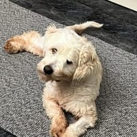 Benji - kleiner Herzensbrecher, Hund zur Adoption