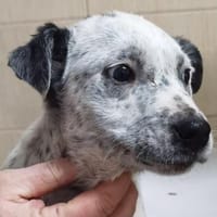 Tarzan, Hund zur Adoption